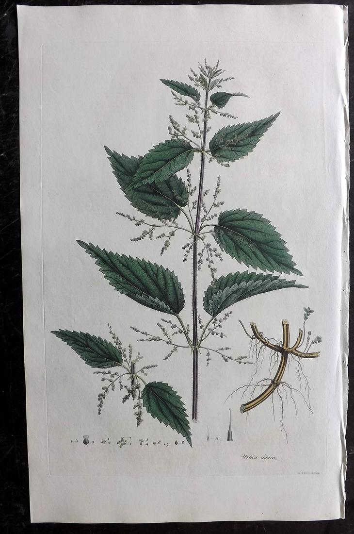 Curtis, William C1780 LG HC Botanical. Common Nettle (1 of 2)