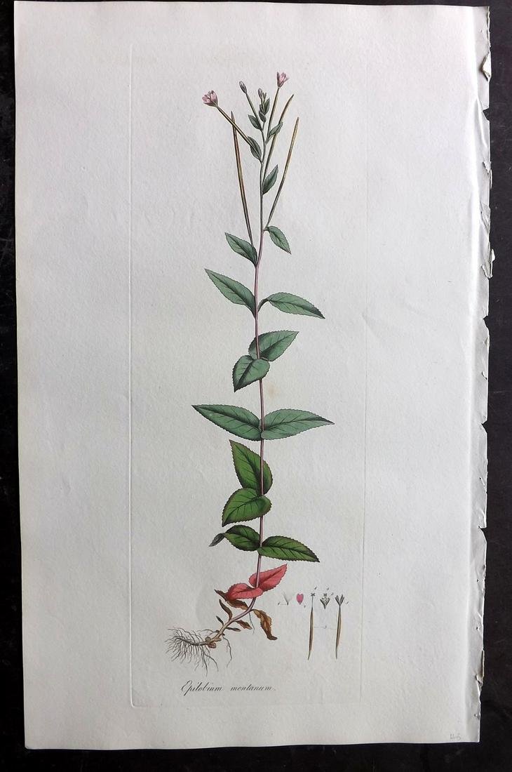 Curtis, William C1780 LG Botanical. Wood Willow-Herb: Hand Colored Copper Plate Published 1777-98, London for "Flora Londinensis: or Plates and Descriptions of such plants as grow wild in the Environs of London" by William Curtis. With accompanying descr