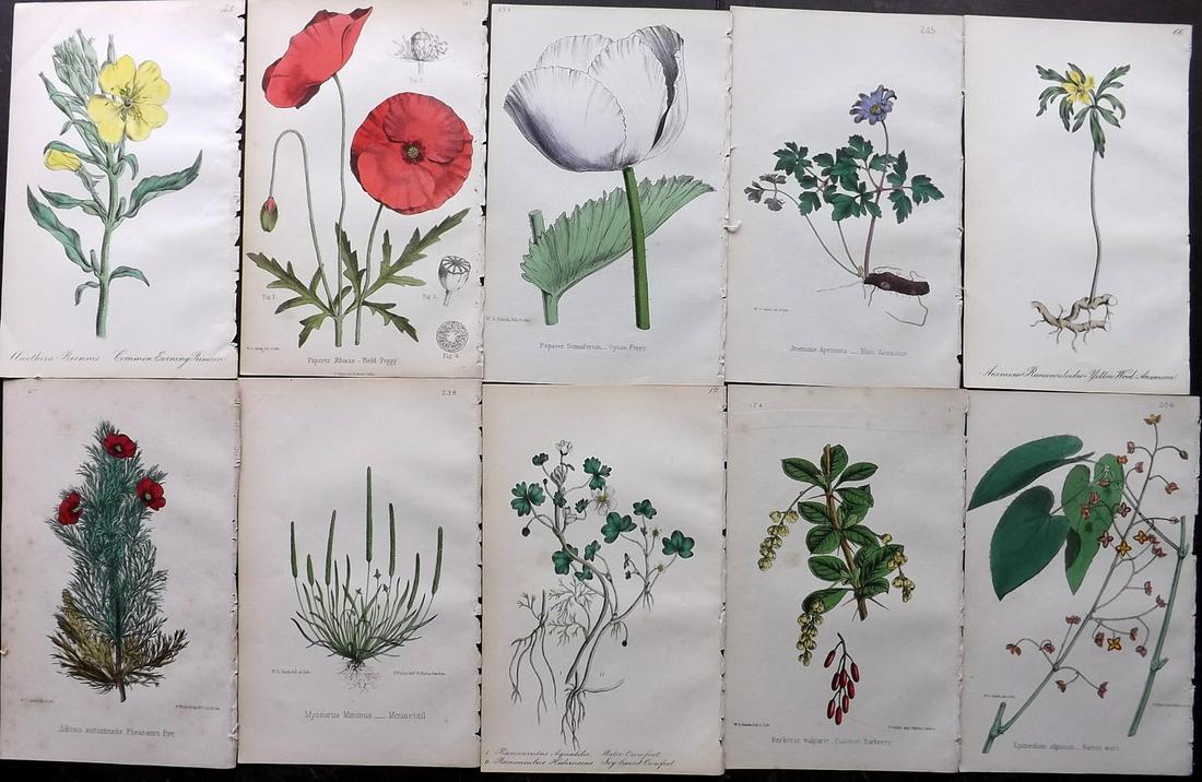 Hogg & Johnson C1870 Lot of 10 HCol Botanical Prints: Hand Coloured Lithographs Published 1863-1880, London for "The Wild Flowers of Great Britain" by Robert Hogg & George W. Johnson. Paper Size: 9 x 5.5 inch (23 x 14cm) Occasional backround tone spots. 