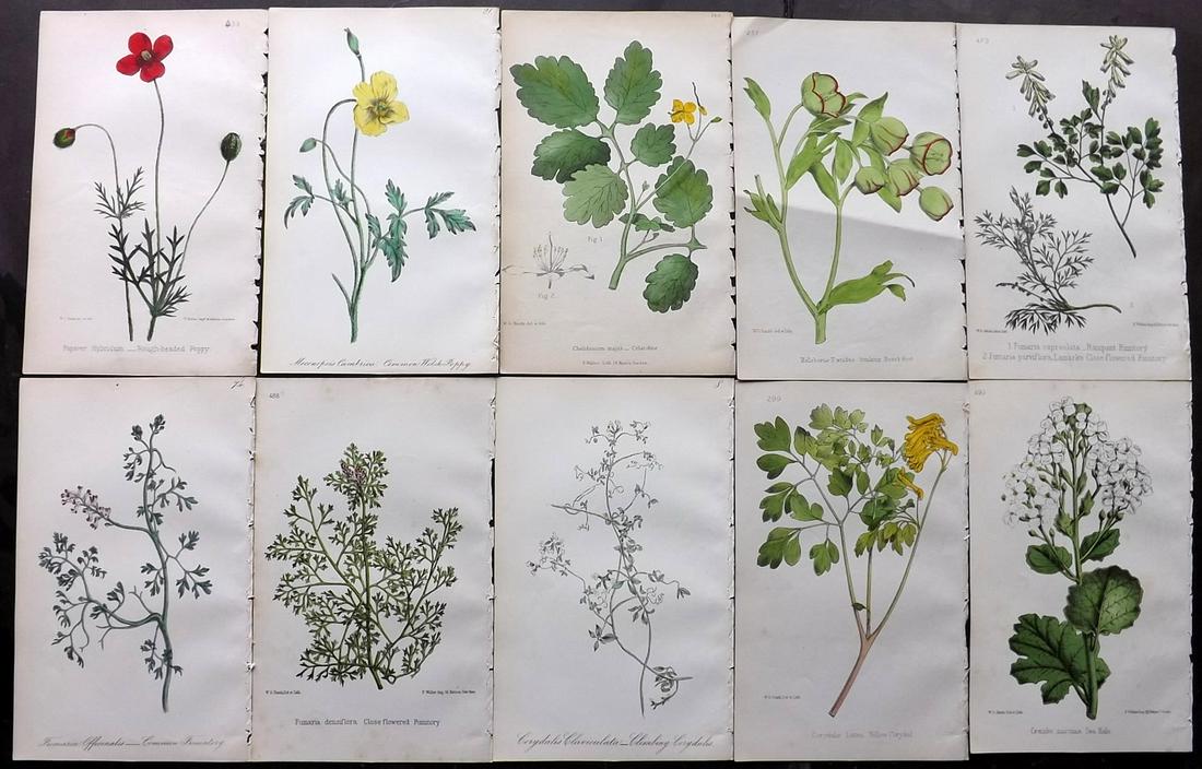 Hogg & Johnson C1870 Lot of 10 HCol Botanical Prints: Hand Coloured Lithographs Published 1863-1880, London for "The Wild Flowers of Great Britain" by Robert Hogg & George W. Johnson. Paper Size: 9 x 5.5 inch (23 x 14cm) Occasional backround tone spots. 