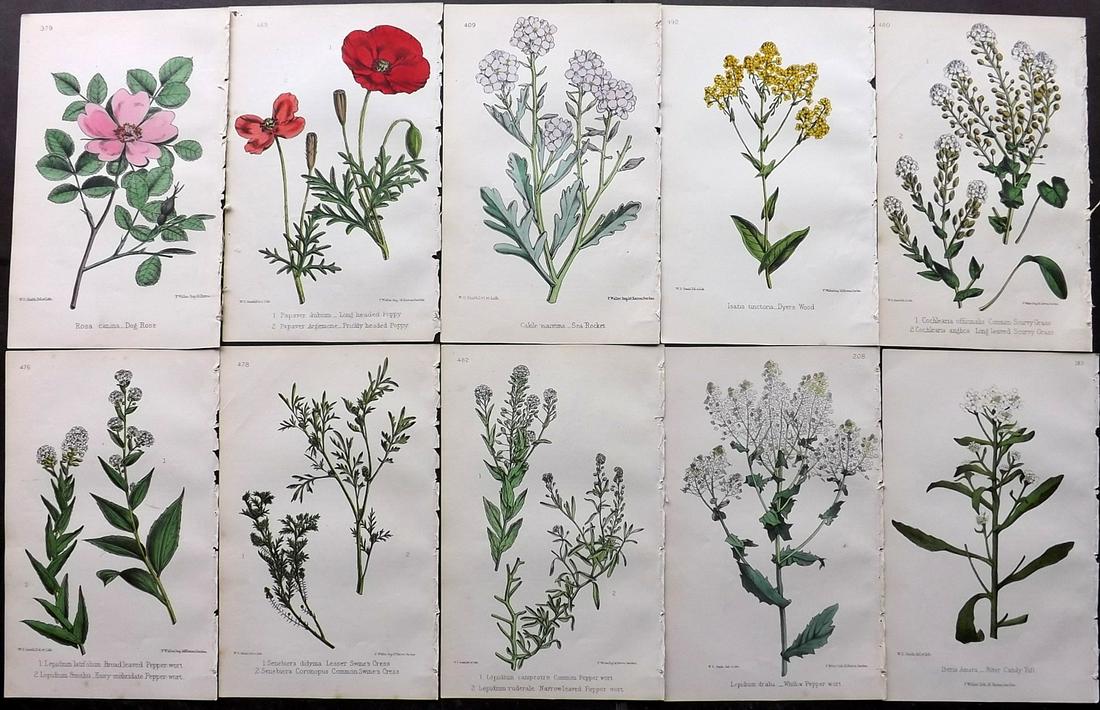 Hogg & Johnson C1870 Lot of 10 HCol Botanical Prints: Hand Coloured Lithographs Published 1863-1880, London for "The Wild Flowers of Great Britain" by Robert Hogg & George W. Johnson. Paper Size: 9 x 5.5 inch (23 x 14cm) Occasional backround tone spots. 