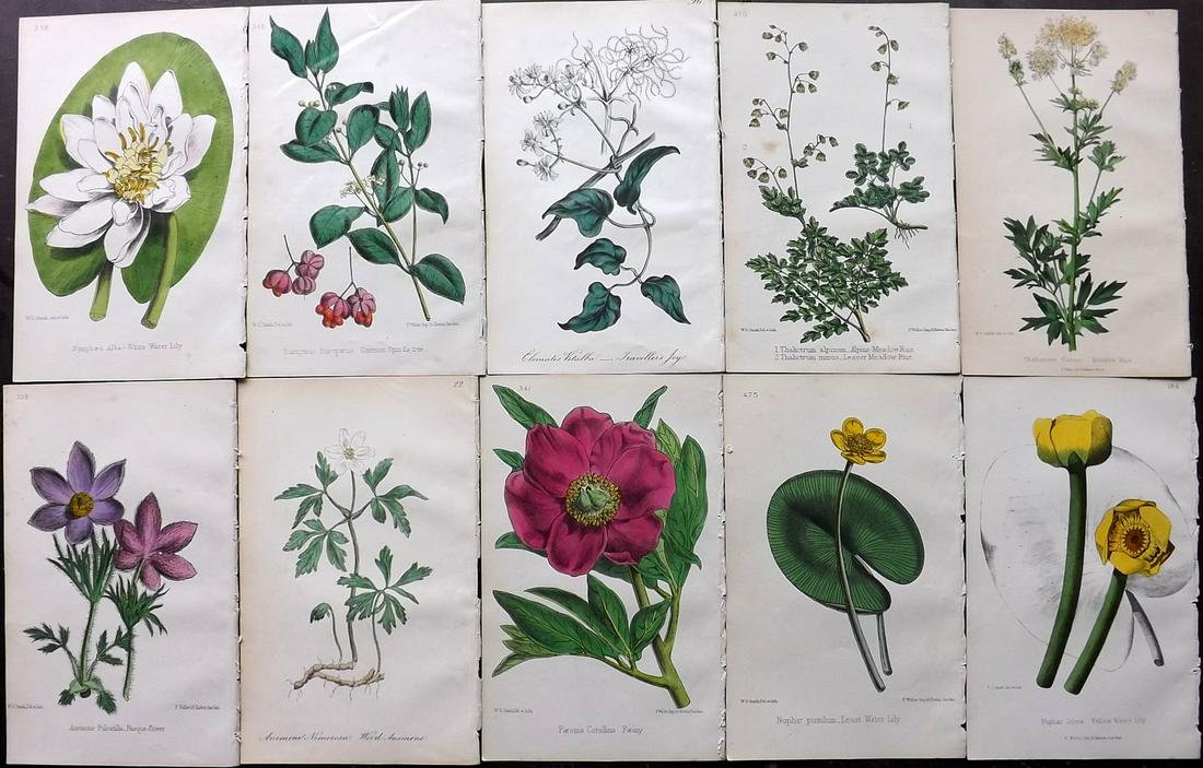 Hogg & Johnson C1870 Lot of 10 HCol Botanical Prints: Hand Coloured Lithographs Published 1863-1880, London for "The Wild Flowers of Great Britain" by Robert Hogg & George W. Johnson. Paper Size: 9 x 5.5 inch (23 x 14cm) Occasional backround tone spots. 