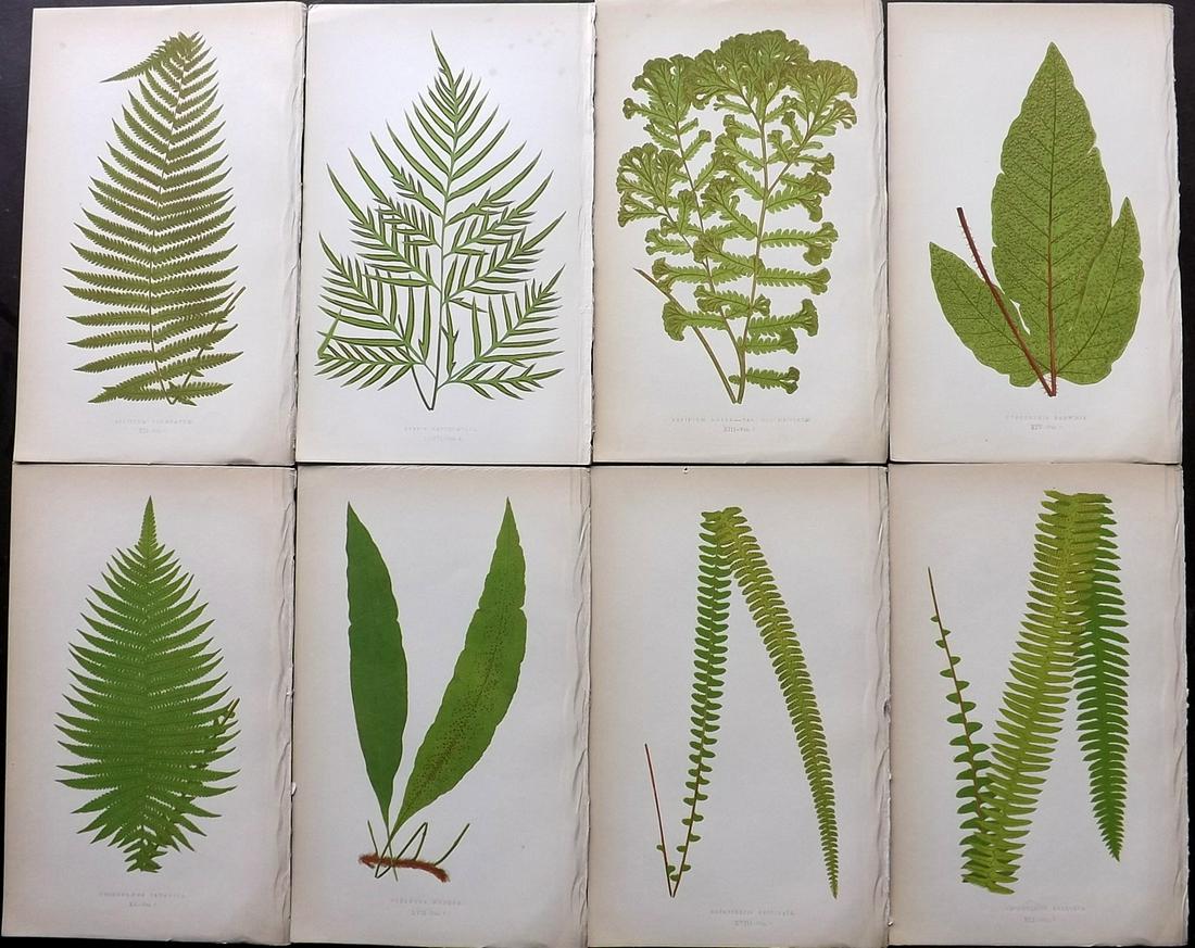 Lowe, Edward 1856 Lot of 8 Antique Fern Prints: Woodblocks Published 1856-60 by Groombridge and Sons, London for "Ferns: British and Exotic" by Edward Lowe. Illustrated by A.F. Lydon. Printed by Benjamin Fawcett. Paper Size: 10 x 6 inch (25 x 15cm)