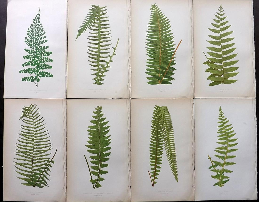 Lowe, Edward 1856 Lot of 8 Antique Fern Prints: Woodblocks Published 1856-60 by Groombridge and Sons, London for "Ferns: British and Exotic" by Edward Lowe. Illustrated by A.F. Lydon. Printed by Benjamin Fawcett. Paper Size: 10 x 6 inch (25 x 15cm)