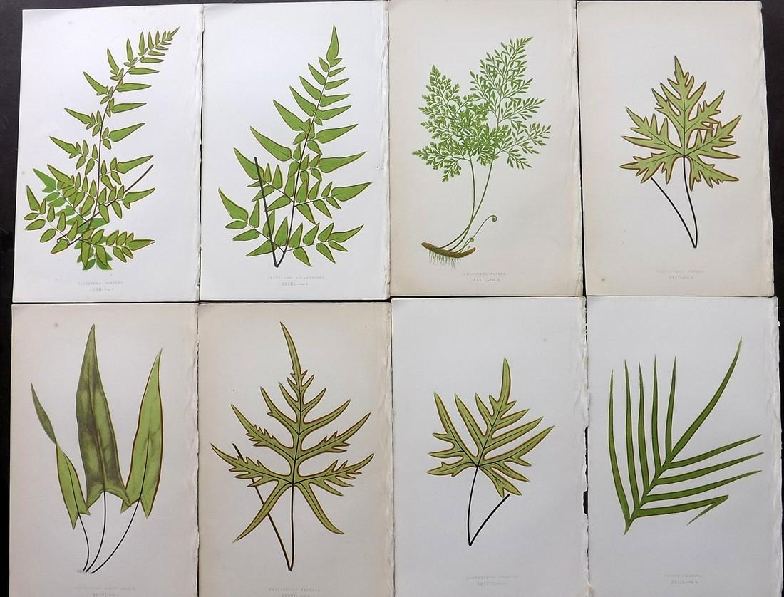 Lowe, Edward 1856 Lot of 8 Antique Fern Prints: Woodblocks Published 1856-60 by Groombridge and Sons, London for "Ferns: British and Exotic" by Edward Lowe. Illustrated by A.F. Lydon. Printed by Benjamin Fawcett. Paper Size: 10 x 6 inch (25 x 15cm)