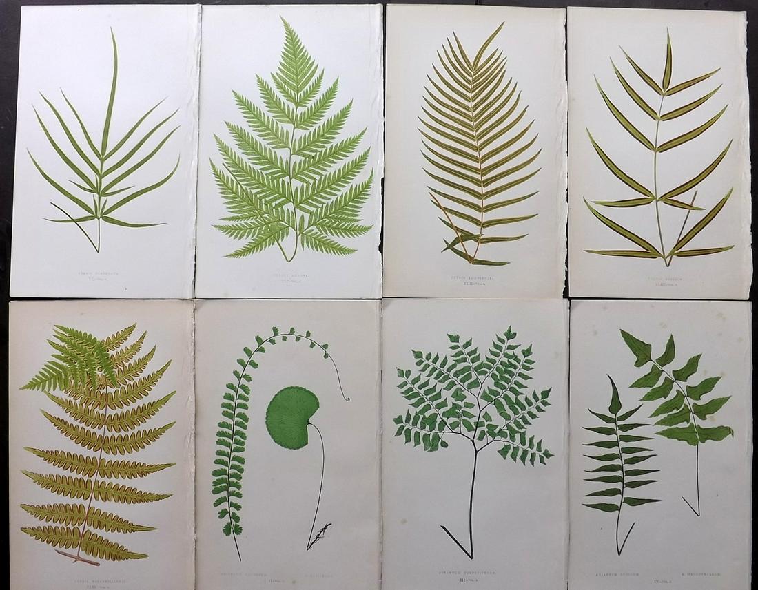 Lowe, Edward 1856 Lot of 8 Antique Fern Prints: Woodblocks Published 1856-60 by Groombridge and Sons, London for "Ferns: British and Exotic" by Edward Lowe. Illustrated by A.F. Lydon. Printed by Benjamin Fawcett. Paper Size: 10 x 6 inch (25 x 15cm)