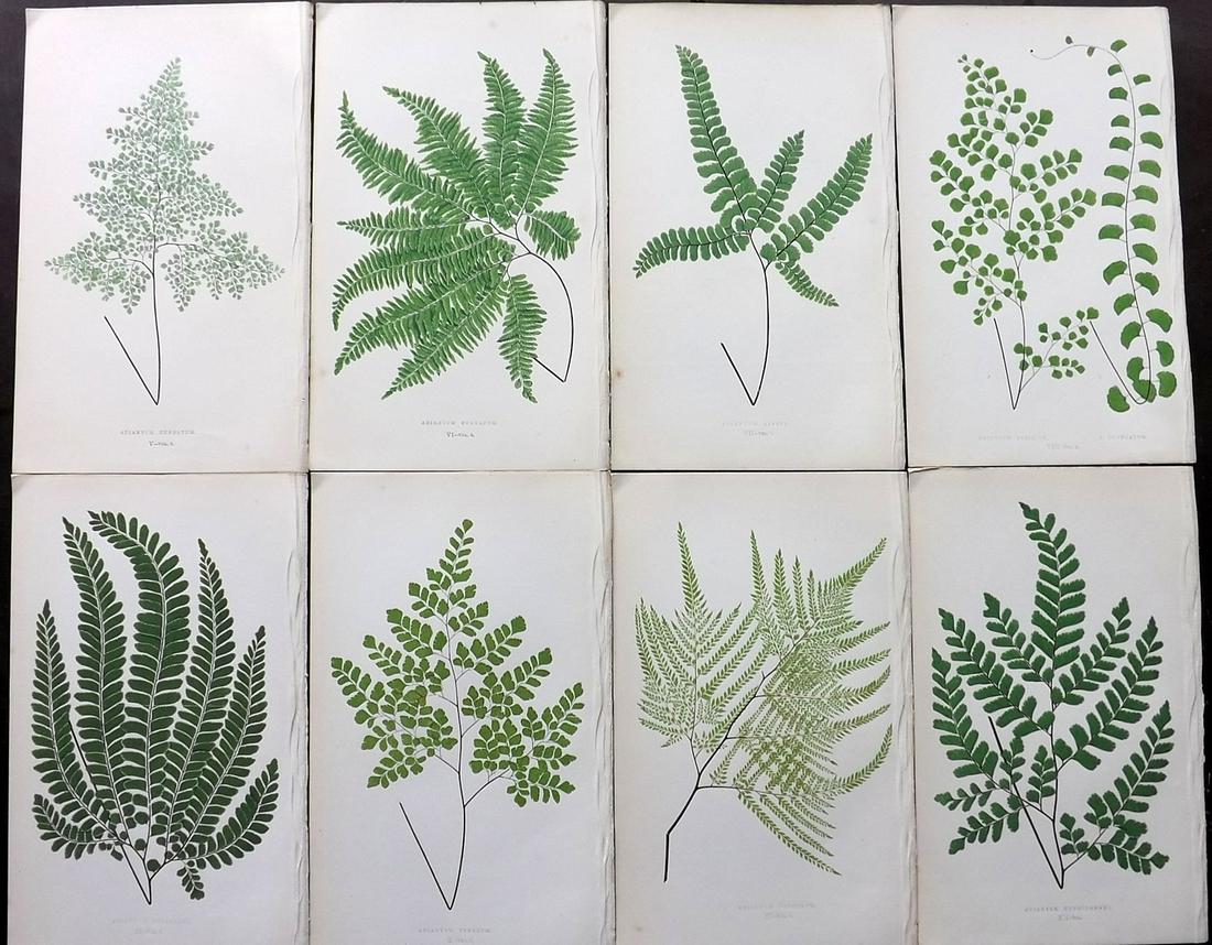Lowe, Edward 1856 Lot of 8 Antique Fern Prints: Woodblocks Published 1856-60 by Groombridge and Sons, London for "Ferns: British and Exotic" by Edward Lowe. Illustrated by A.F. Lydon. Printed by Benjamin Fawcett. Paper Size: 10 x 6 inch (25 x 15cm)