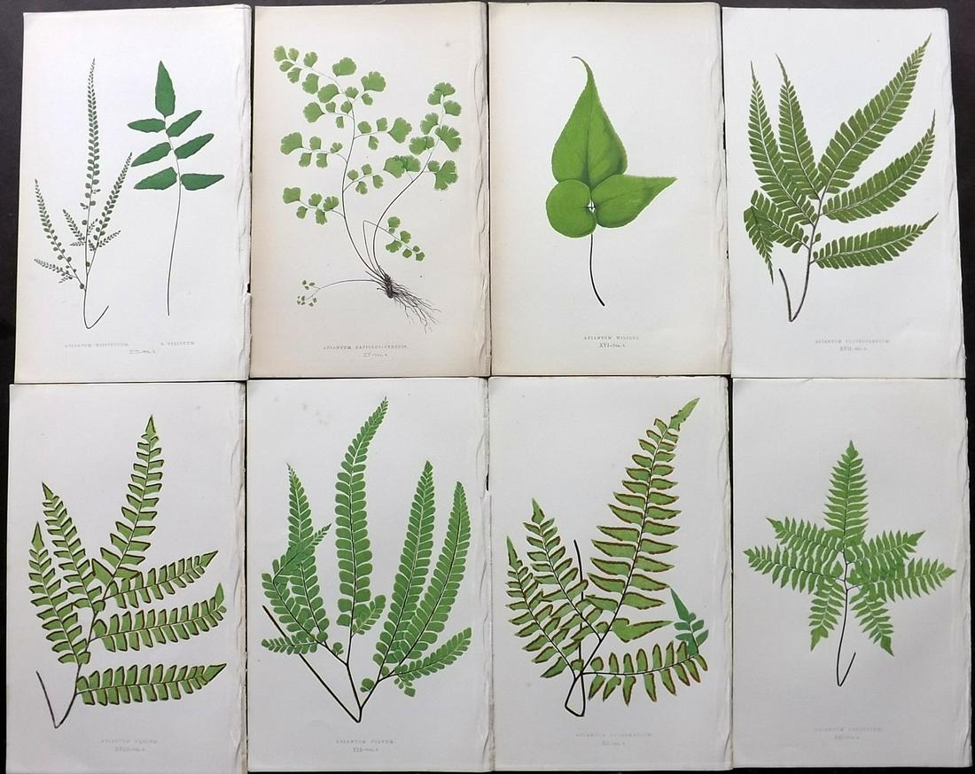 Lowe, Edward 1856 Lot of 8 Antique Fern Prints: Woodblocks Published 1856-60 by Groombridge and Sons, London for "Ferns: British and Exotic" by Edward Lowe. Illustrated by A.F. Lydon. Printed by Benjamin Fawcett. Paper Size: 10 x 6 inch (25 x 15cm)