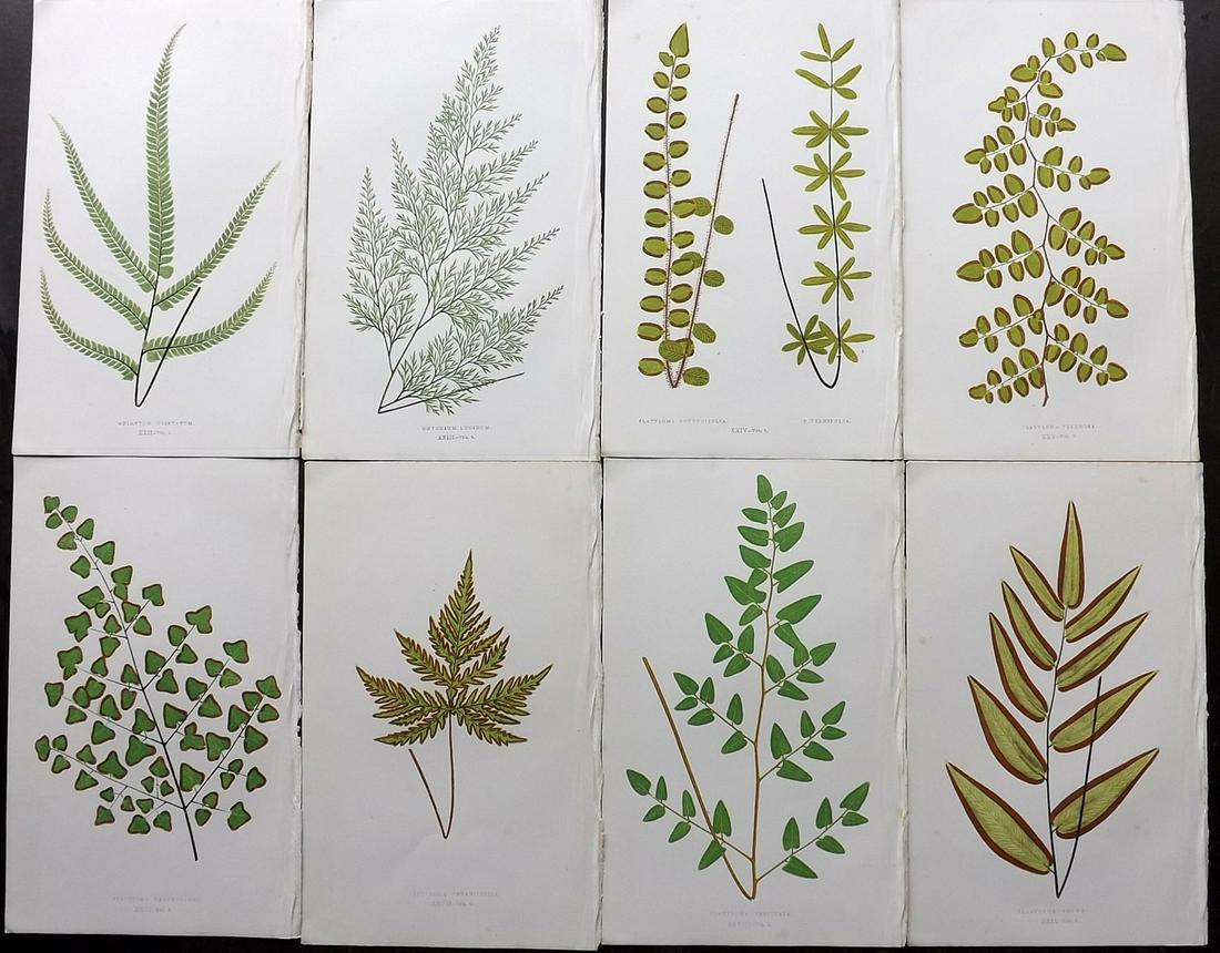 Lowe, Edward 1856 Lot of 8 Antique Fern Prints: Woodblocks Published 1856-60 by Groombridge and Sons, London for "Ferns: British and Exotic" by Edward Lowe. Illustrated by A.F. Lydon. Printed by Benjamin Fawcett. Paper Size: 10 x 6 inch (25 x 15cm)