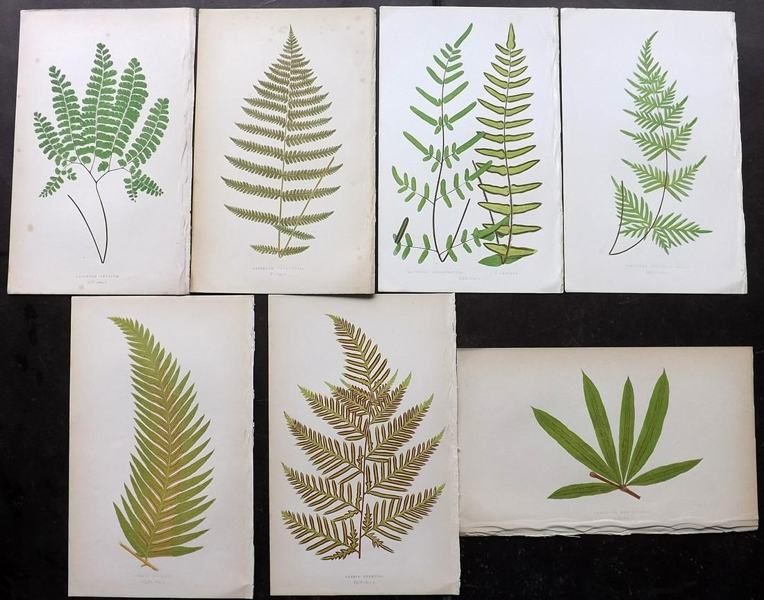 Lowe, Edward 1856 Lot of 7 Antique Fern Prints: Woodblocks Published 1856-60 by Groombridge and Sons, London for "Ferns: British and Exotic" by Edward Lowe. Illustrated by A.F. Lydon. Printed by Benjamin Fawcett. Paper Size: 10 x 6 inch (25 x 15cm)