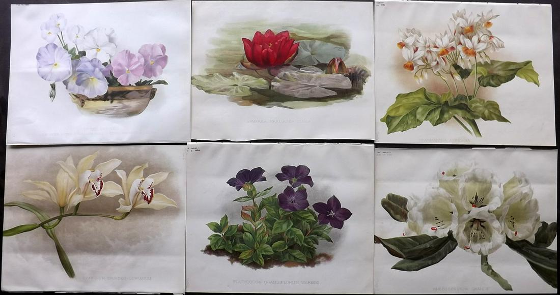 The Garden 1894-98 Lot of 6 Botanical Prints: Chromolithographs Published 1872-1927, London for "The Garden. An Illustrated Weekly Journal of Horticulture in all its Branches" Edited by William Robinson and others. Paper Size: 11.5 x 9 inch (29 x