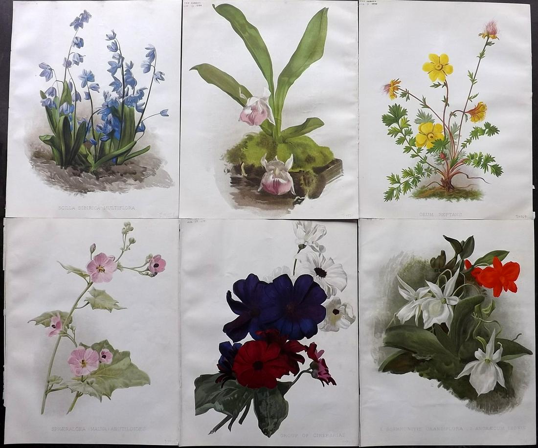 The Garden 1894-6 Lot of 6 Botanical Prints: Chromolithographs Published 1872-1927, London for "The Garden. An Illustrated Weekly Journal of Horticulture in all its Branches" Edited by William Robinson and others. Paper Size: 11.5 x 9 inch (29 x