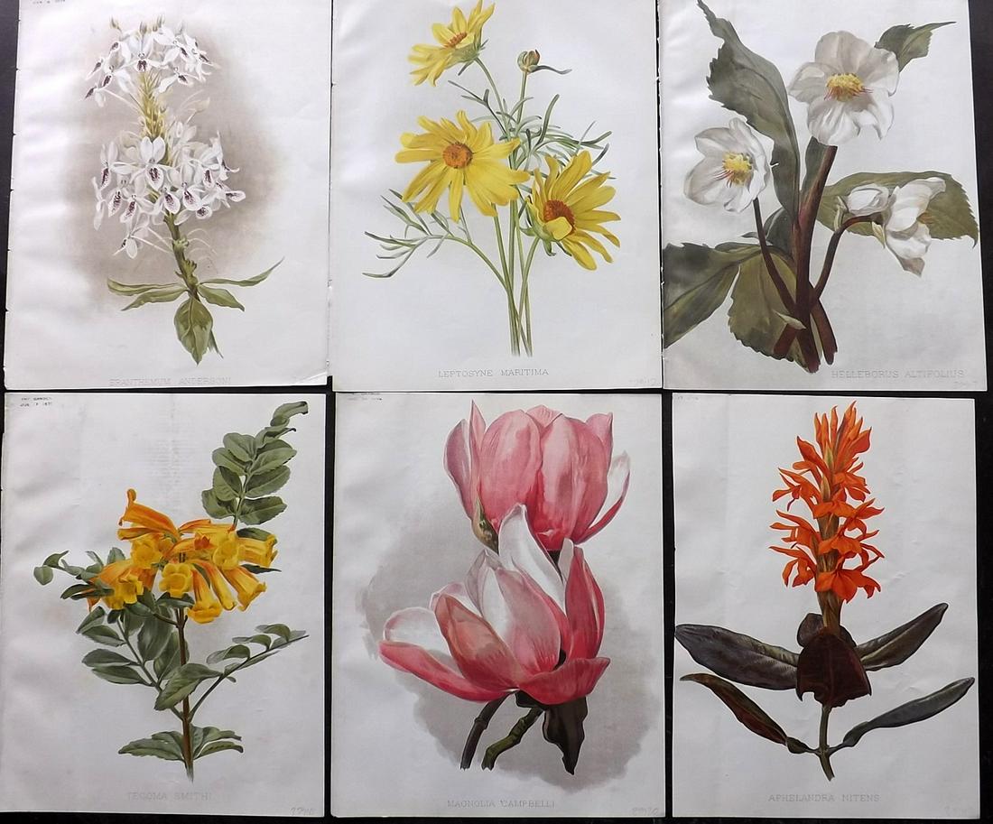 The Garden 1894-6 Lot of 6 Botanical Prints: Chromolithographs Published 1872-1927, London for "The Garden. An Illustrated Weekly Journal of Horticulture in all its Branches" Edited by William Robinson and others. Paper Size: 11.5 x 9 inch (29 x