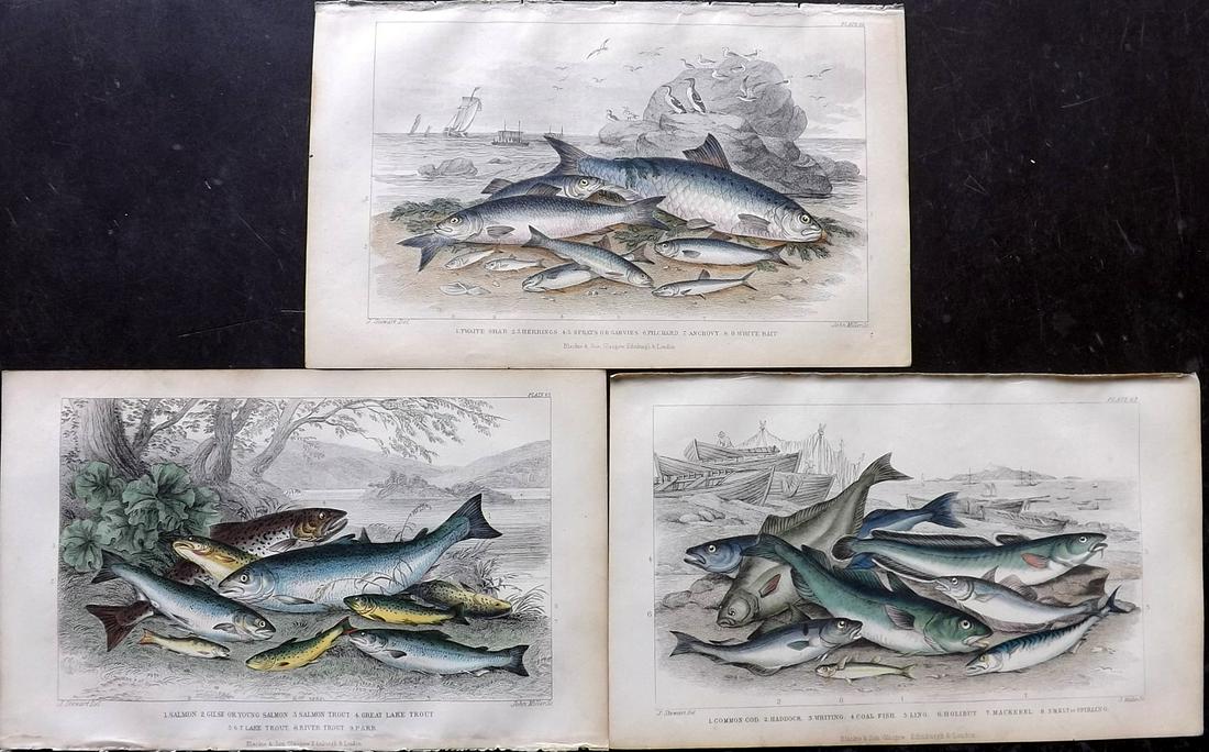 Goldsmith, Oliver 1863 Lot of 3 Hand Col Fish Prints (1 of 2)