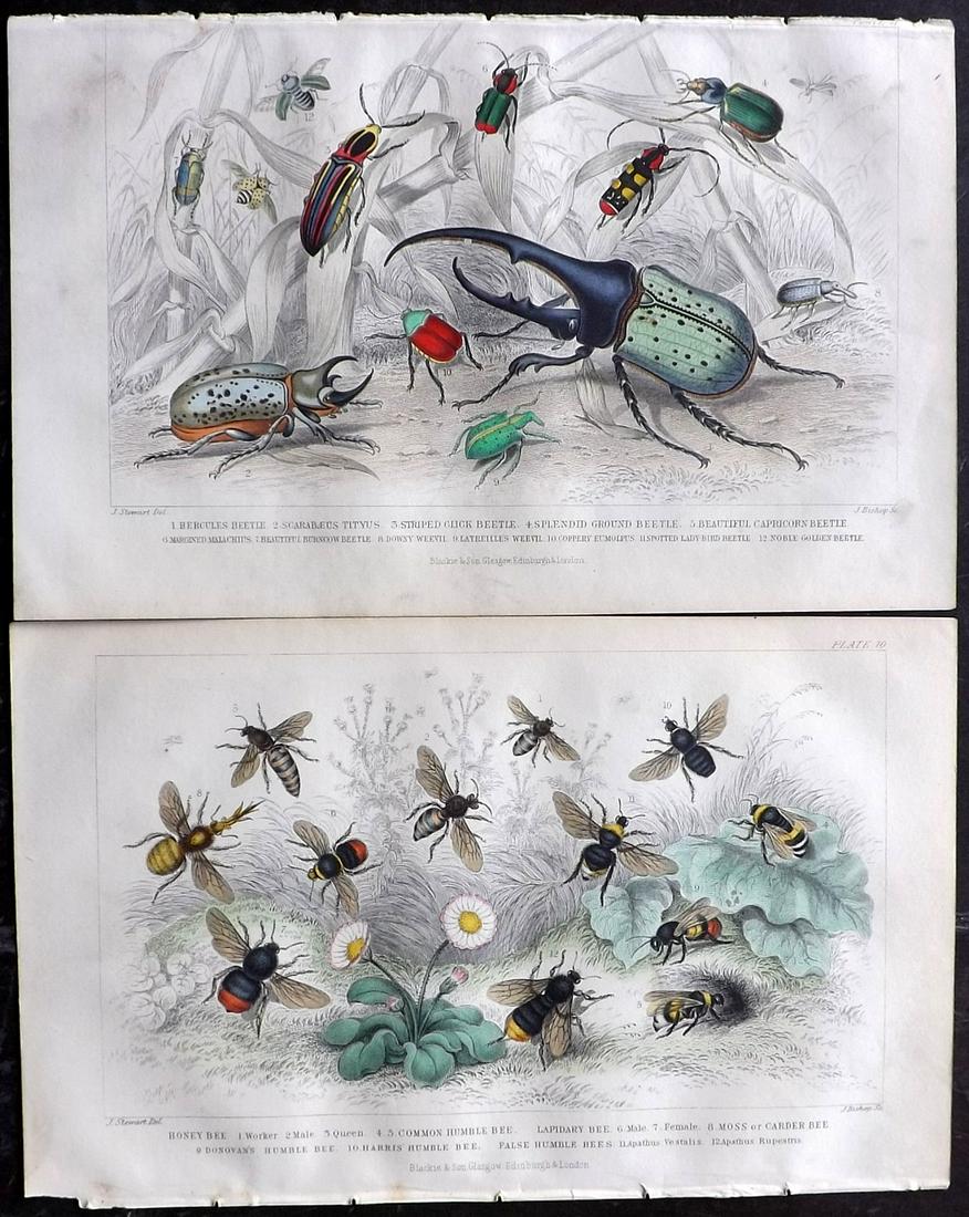 Goldsmith, Oliver 1863 Pair of HC Prints. Bees, Beetles: Hand Colored Steel Engravings Published 1863 by Blackie & Son, London for "A History of the Earth and Animated Nature" by Oliver Goldsmith. Paper Size: 9.5 x 6 inch (24 x 16cm) Tight top margin on the
