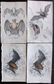 Jardine, William C1840 Lot of 4 Hand Col Prints. Bats