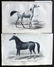 Jardine, William C1840 Pair of Hand Col Horse Prints