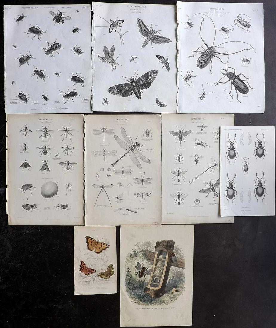 Insects 19th Cent. Lot of 9 Antique Prints (1 of 2)