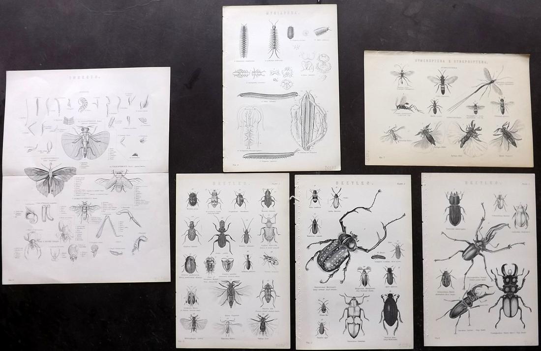 National Encyclopedia C1875 Lot 6 Insects Prints (1 of 2)