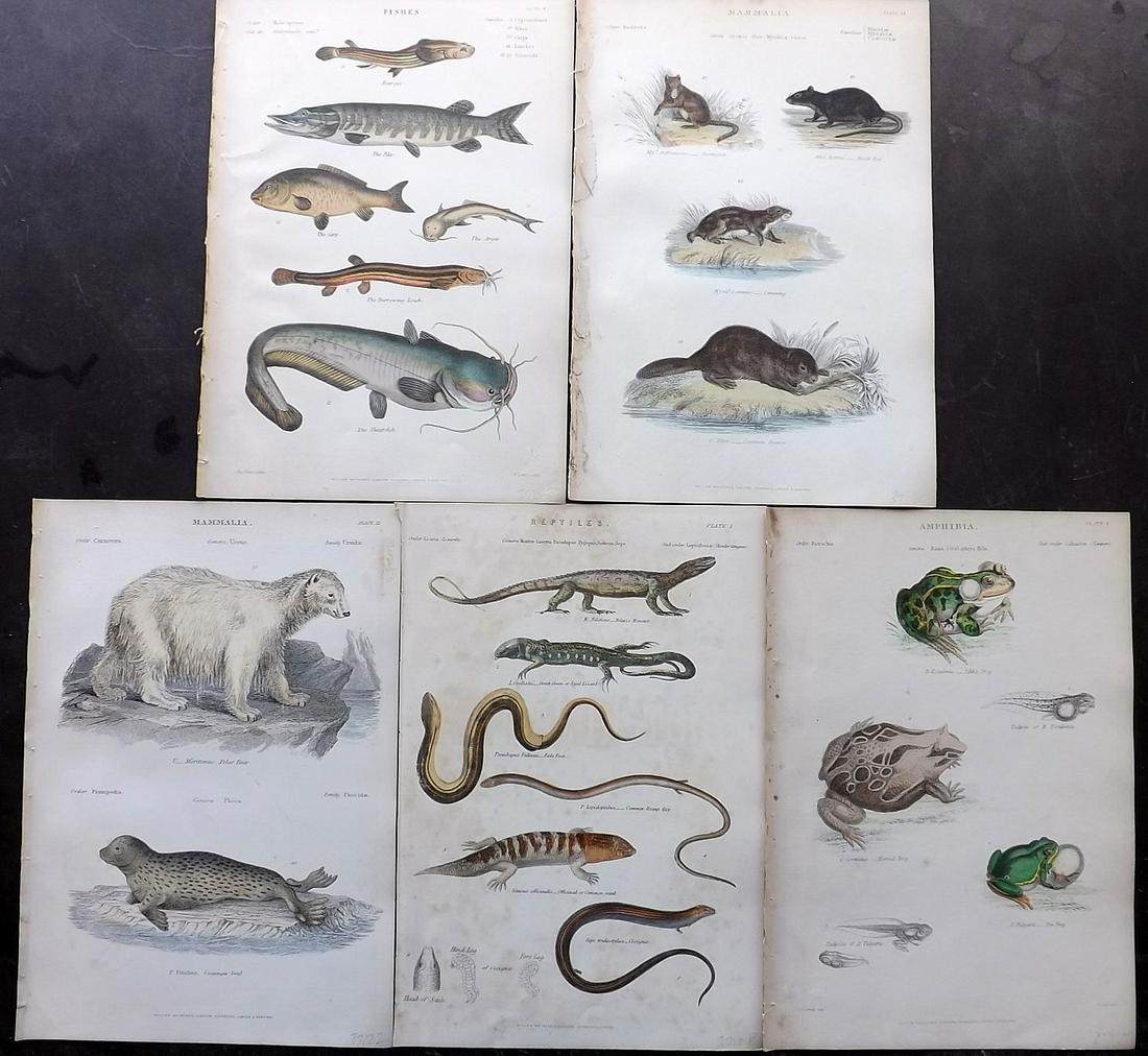 Richardson, John 1862 Lot of 5 Hand Col Animal Prints: Steel Engravings/Etchings Published 1859-62 by William Mackenzie, Edinburgh & London for "The Museum of Natural History" by John Richardson. Paper Size: 10.5 x 7 inch (27 x 18cm) Good Condition