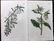 Curtis, William 1817 Lot of 8 HCol Botanical Prints - 2