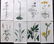 Curtis, William 1819 Lot of 8 HCol Botanical Prints