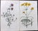 Curtis, William 1819 Lot of 8 HCol Botanical Prints - 2