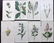 Curtis, William 1819-20 Lot of 8 HCol Botanical Prints