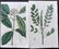 Curtis, William 1819-20 Lot of 8 HCol Botanical Prints - 2