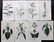 Curtis, William 1822-23 Lot of 8 HCol Botanical Prints
