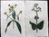 Curtis, William 1822-23 Lot of 8 HCol Botanical Prints - 2