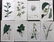 Curtis, William 1823-24 Lot of 8 HCol Botanical Prints