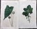 Curtis, William 1823-24 Lot of 8 HCol Botanical Prints - 2