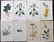 Curtis, William 1824 Lot of 8 HCol Botanical Prints
