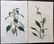 Curtis, William 1824 Lot of 8 HCol Botanical Prints - 2