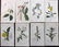 Curtis, William 1824-25 Lot of 8 HCol Botanical Prints
