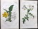 Curtis, William 1824-25 Lot of 8 HCol Botanical Prints - 2