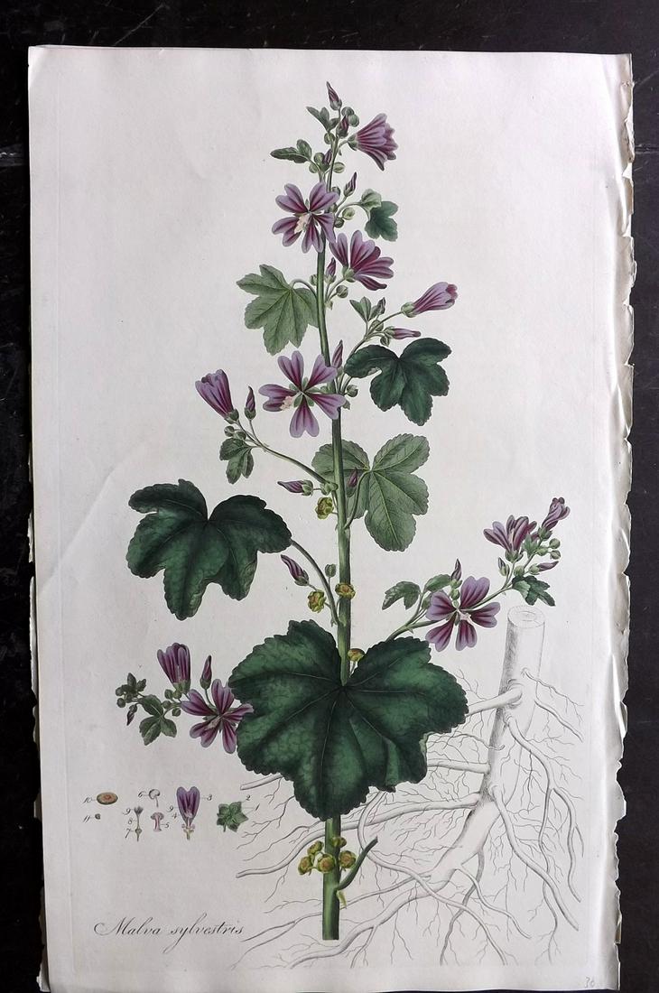 Curtis, William C1780 LG HC Botanical. Mallow (1 of 2)