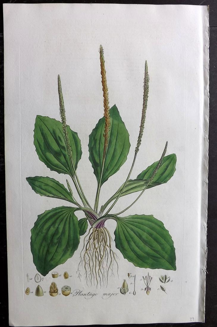 Curtis, William C1780 LG HC Botanical. Greater Plantain (1 of 2)