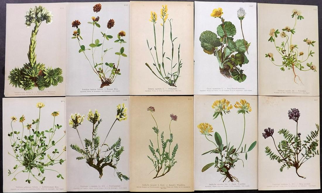 Hartinger, Anton 1897 Lot of 10 Botanical Prints: Chromolithographs Published 1897, Vienna for "Atlas der Alpenflora" by Anton Hartinger. Paper Size: 7.5 x 5 inch (19 x 13cm) Good Condition