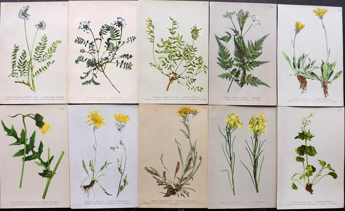 Hartinger, Anton 1897 Lot of 10 Botanical Prints: Chromolithographs Published 1897, Vienna for "Atlas der Alpenflora" by Anton Hartinger. Paper Size: 7.5 x 5 inch (19 x 13cm) Good Condition
