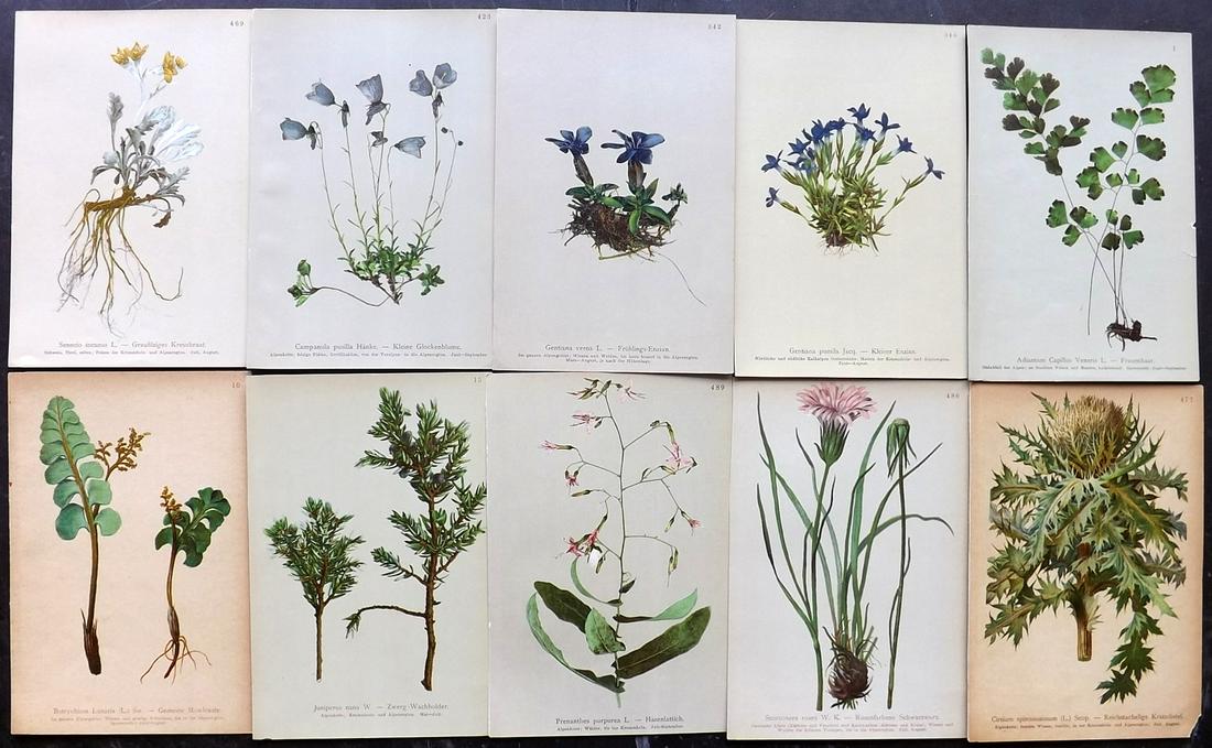 Hartinger, Anton 1897 Lot of 10 Botanical Prints: Chromolithographs Published 1897, Vienna for "Atlas der Alpenflora" by Anton Hartinger. Paper Size: 7.5 x 5 inch (19 x 13cm) Good Condition