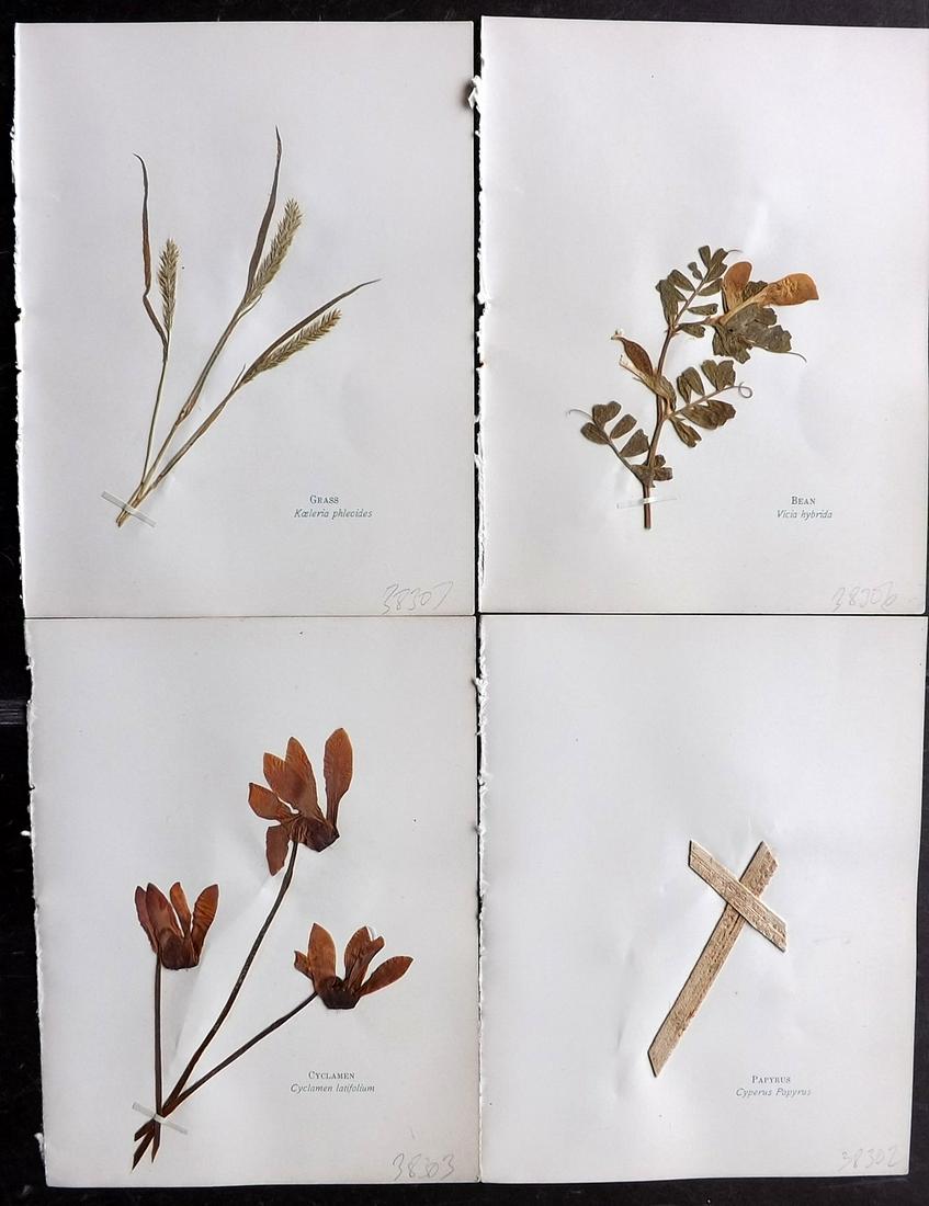Pressed Flowers of the Holy Land 1899 Lot of 4: Pressed Flowers Published 1899, London for "Pressed Flowers of the Holy Land" by Harvey B. Greene. Unrelated text on reverse, no show through. Paper Size: 6 x 4.5 inch (16 x 12cm) Good Condition