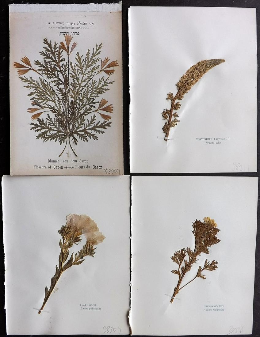 Pressed Flowers of the Holy Land 1899-C1900 Lot of 4: Pressed Flowers Published 1899, London for "Pressed Flowers of the Holy Land" by Harvey B. Greene. Unrelated text on reverse, no show through. Together with one other Pressed Flower Published C1900, G