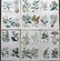 Rhind, William 1870 Lot of 6 Hand Col Botanical Prints