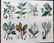 Rhind, William 1870 Lot of 6 Hand Col Botanical Prints - 2