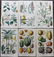 Rhind, William 1870 Lot of 6 Hand Col Botanical Prints