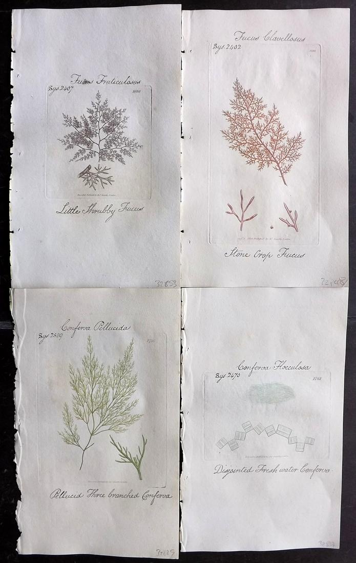 Sowerby, James C1800 Lot of 4 HCol Prints. Seaweed etc (1 of 2)