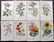 Step, Edward 1897 Lot of 8 Botanical Prints