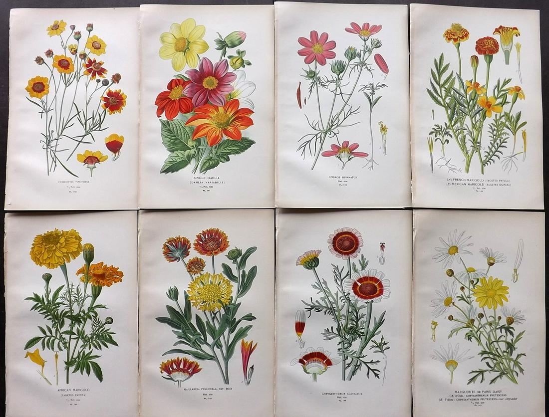 Step, Edward 1897 Lot of 8 Botanical Prints: Chromolithograph Published 1896-97 by Frederick Warne & Co., London for "Favourite Flowers of Garden and Greenhouse" by Edward Step and William Waton. Paper Size: 9.5 x 6 inch (24 x 15cm) Good Conditi